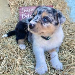 Border Collie Puppies from Chasing Dreams Border Collies