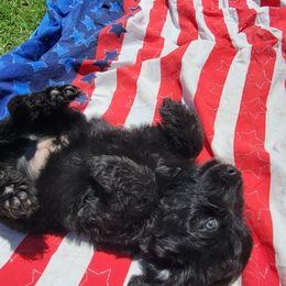 Aussiedoodle and Poodle Puppies from Waterford Doodle Farm