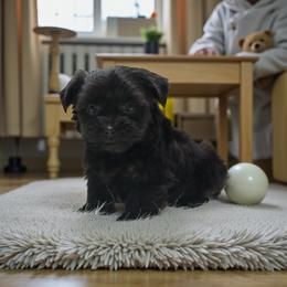 Beauty - Black female Yorkipoo puppy in Oakland, Kentucky from Imperial Dogs