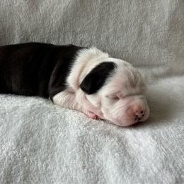Jenga - Blue female American Staffordshire Terrier puppy in Byron, Georgia from Lelani