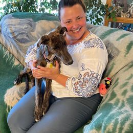 Greyhound Puppies from WINDROCK LLC