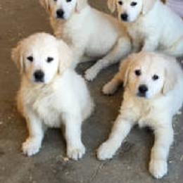 Bernese Mountain Dog, Golden Mountain Dog, and Golden Retriever Puppies from Canyon Meadows Farm