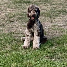 Indie - Goldendoodle