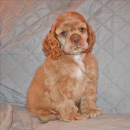 Maple - Red female Cocker Spaniel puppy in Myerstown, Pennsylvania from The Cocker Cingdom