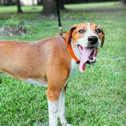 Juneau - Mountain Cur