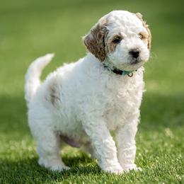 Boy 5 - Parti male Goldendoodle puppy in Jacksonville, Oregon from SS Goldendoodles