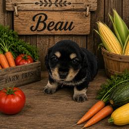 BEAU- CKC REGISTERED - Black and cream male Dachshund puppy in Sumner, Texas from CBL Doxies