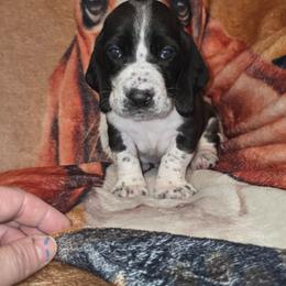 Green BW male - Black and white male Basset Hound puppy in Russellville, Kentucky from Morse's Basset Hounds