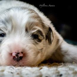 Winter - Blue merle female Australian Shepherd puppy in Decatur, Texas from Wyldrose Australian Shepherds