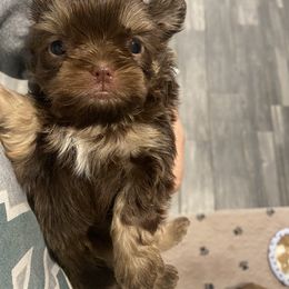 Shih Tzu Puppies from It’s a Shih Tzu world