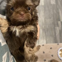 Shih Tzu Puppies from It’s a Shih Tzu world