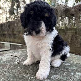 Jack Sparrow - Parti male Goldendoodle puppy in Ocala, Florida from The Treasured Puppies Department