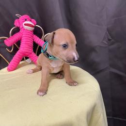 Trixie - Red fawn female Italian Greyhound puppy in Lancaster, Missouri from White Stone Ranch