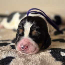 Ramona - Black brown and white female Basset Hound puppy in Denison, Texas from Emma Lou's Baby Bassets