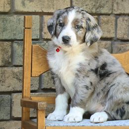 Girl 2 - Blue merle Aussiedoodle puppy in Ashland, Ohio from Part of the Family