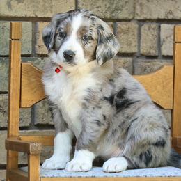 Girl 2 - Blue merle Aussiedoodle puppy in Ashland, Ohio from Part of the Family