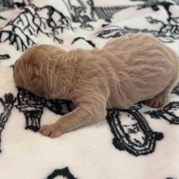 Autumn - Apricot dilute female Chinese Shar-Pei puppy in Auburn, Kansas from Justin's Chinese Shar-Pei