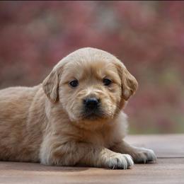 Violet - Golden female Golden Retriever puppy in Saint Joe, Indiana from Golden Acres Farm