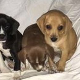 Beagles from Comstock Farms
