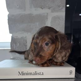 Oliver - Dapple male Dachshund puppy in North Fort Myers, Florida from Trust Fund Devil Kennel