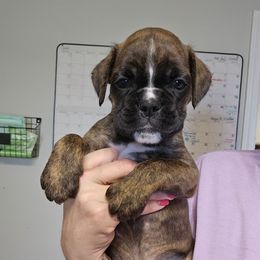 Girl 3 - Brindle female Boxer puppy in Piedmont, South Carolina from SmashBox Kennel