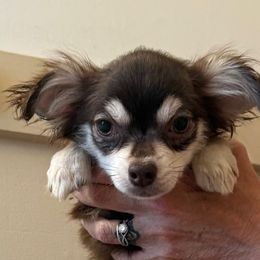 Mateo - Chocolate and tan Pomeranian puppy in Avon Park, Florida from Mariska's Pomeranians