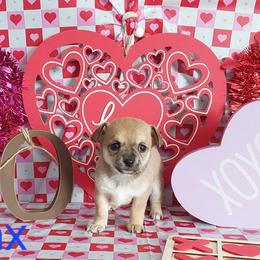 Jax - Chocolate sabled fawn male Chihuahua puppy in Brook Park, Minnesota from North Star Chihuahuas
