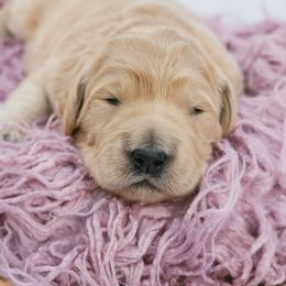 Goldendoodle and Golden Retriever Puppies from Golden Retrievers and Doodles from Heaven