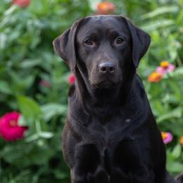 Miso - Labrador Retriever