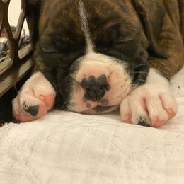 Boxer Puppies from Fineview Boxers