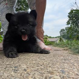 Orange boy - Orange male German Spitz puppy in Detroit, Michigan from Legacy Kennels Michigan