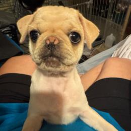 Scottie AKA Roulette - White female Pug puppy in Tucson, Arizona from Cactus Pugs & Hugs