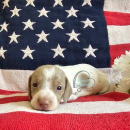 Dean Isabella pie male - Fawn (isabella) and tan male Dachshund puppy in Herald, California from Bluegum Dachshunds