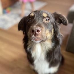 Sansa - Australian Shepherd