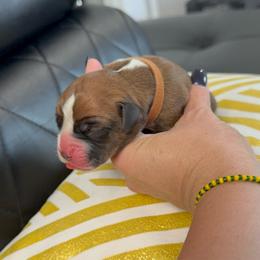 Brown - Fawn female Boxer puppy in Denver, Colorado from Yuni’s AKC Boxers