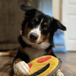 Izzy - Miniature Australian Shepherd