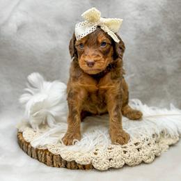 Robin - Phantom female Goldendoodle puppy in Williamson, New York from Lakeside Doodles