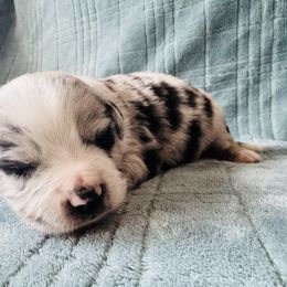 Simba - Blue merle male Miniature Australian Shepherd puppy in Windsor, Colorado from 392 Farms