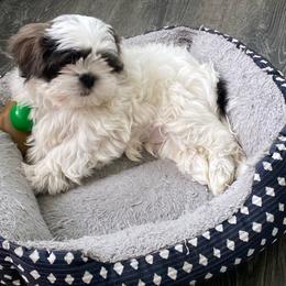Dash - Black white and silver male Shih Tzu puppy in Riverhead, New York from Eastern Long Island Shih Tzu