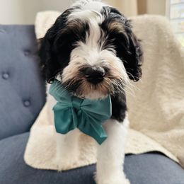 Anelli- Teal Collar - Black and white female Bernedoodle puppy in Katy, Texas from Bluebonnet Bernedoodles of Southeast Texas