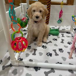 Pearla - Apricot female Goldendoodle puppy in Yuciapa, California from AlltheDoodlez_