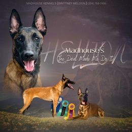Hellion - Belgian Malinois