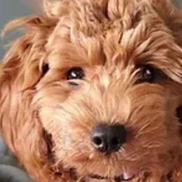 Daisy - Goldendoodle