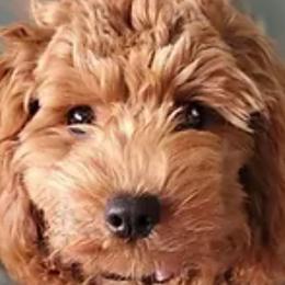 Daisy - Goldendoodle