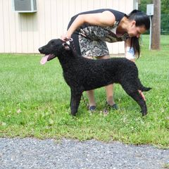 Curly-Coated Retriever All Grown Up from Kurly Kreek