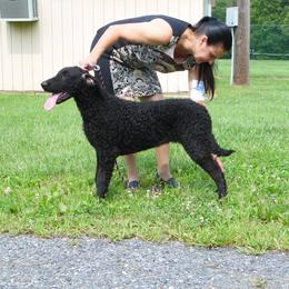 Curly-Coated Retriever All Grown Up from Kurly Kreek