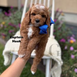 Captain Hook - Red male Cavapoo puppy in Herriman, Utah from Gypsi Doodles & Poodles