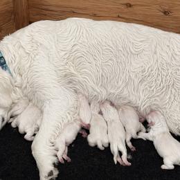 Boy 3 - male Golden Retriever puppy in Fort Morgan, Colorado from Golden Girls Kennels, LLC