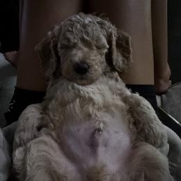 Poodle Puppies from Royal Dixie Poodles