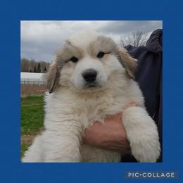 FLANNIGAN- blue collar - White and badger male Great Pyrenees puppy in Mikado, Michigan from Brittain Family Farm
